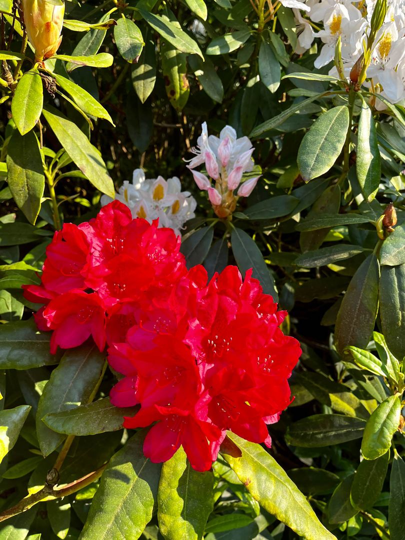 Parks & Grten im Ammerland | Rhododendronblte Ammerland