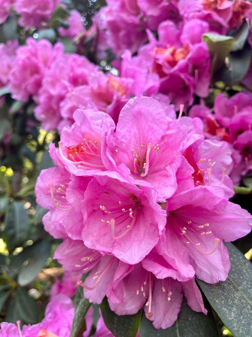 Parks & Grten im Ammerland | Rhododendronblte Ammerland