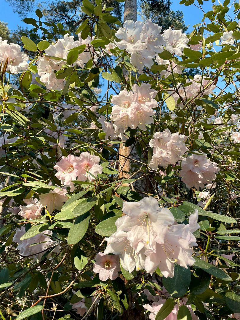 rhododendron 1 50 m Mandarin Lights Azalea main image 1